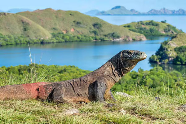 Komodo Explore